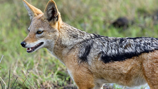 Three injured in fox attack in Darchula