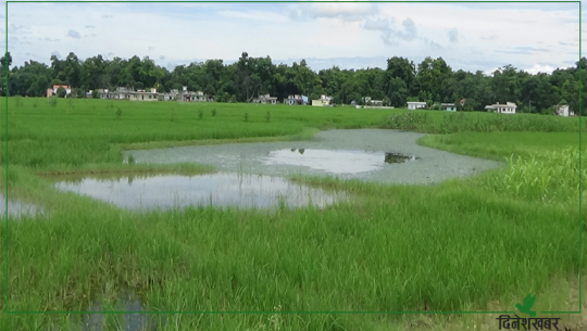 धनगढीमा ताल अतिक्रमण गरेर बनाइएका घरखेत भूमि आयोगले ननाप्ने