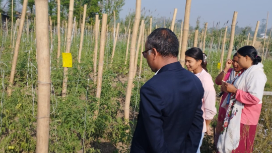 Farmers shift to pesticide-free vegetable production in Tikapur