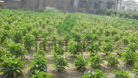 पानी नपर्दा तरकारी किसानको चिन्ता