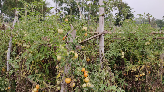 विद्यार्थीको तरकारी बारीमै सड्दै