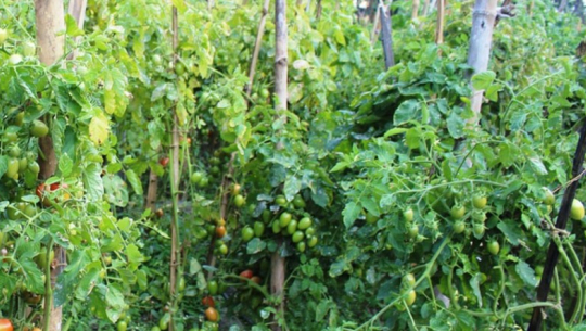 फाइल फोटो