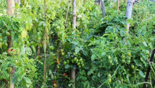 हुम्लाका कृषकको मुख्य आम्दानीको स्रोत तरकारी