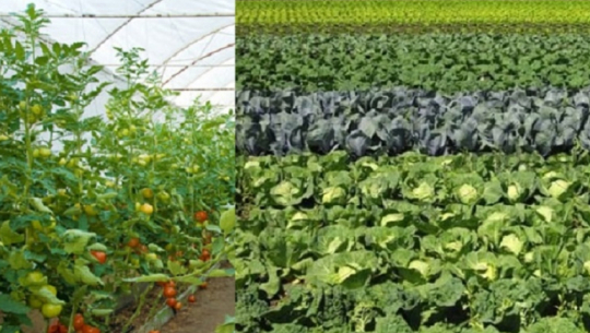 कञ्चनपुरमा तरकारी खेतीबाट वर्षेनी लाखौँको आम्दानी