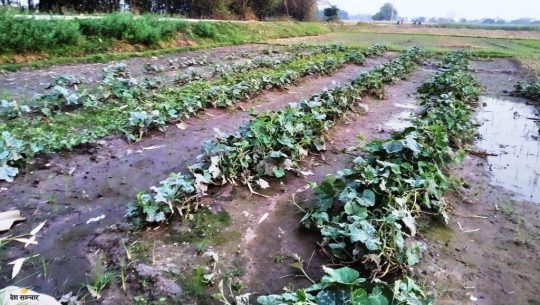 असिनाले तरकारी र मकै बाली नष्ट