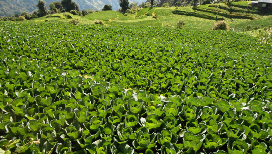 नवउद्यमीको आत्मविश्वास बढ्दै