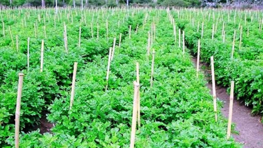 फाइल फोटो 