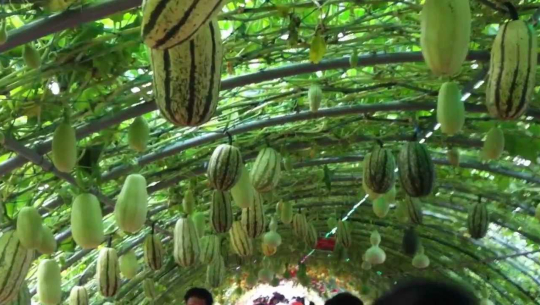 बन्दाबन्दीले सुदूरपश्चिम प्रदेशको कृषि क्षेत्रमा एक अर्बको क्षति