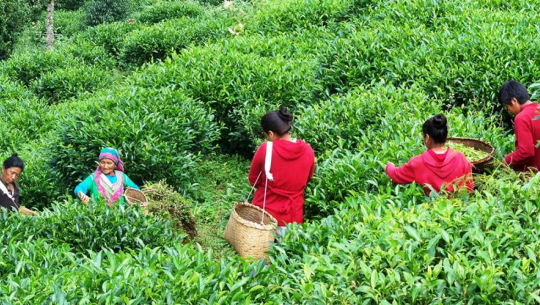 चियाको पहिलो टिपाइ सुरु, उत्पादन बढ्दो