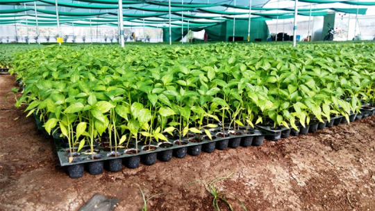 फाइल फोटो