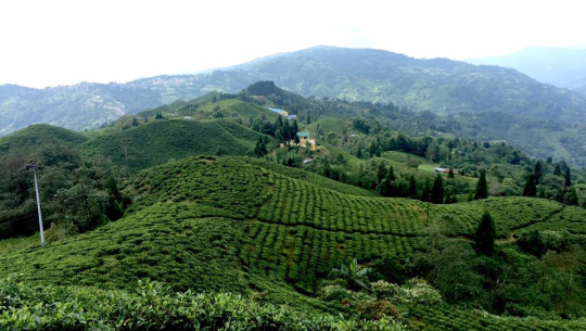 चिया उद्योगी र मजदुरबीच तीन बुँदे सहमति