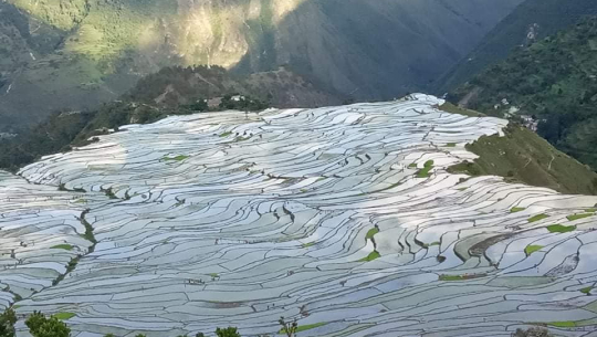 बझाङको थलि जिउलोमा भयो रोपाई