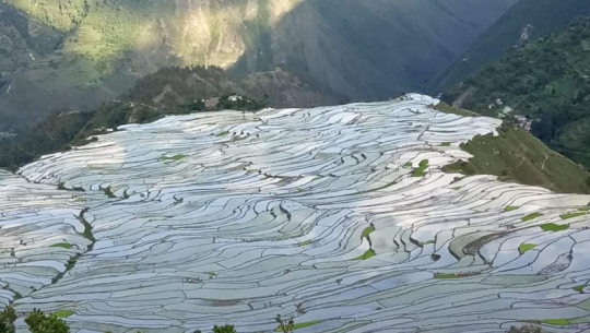 सुदूरपश्चिममा रोपाइँ समयमै सकिँदै