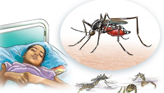 कैलालीमा तीन महिनामा ४२३ जनालाई डेङ्गु सङ्क्रमण