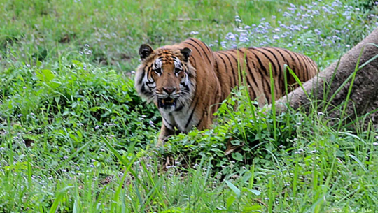 वन्यजन्तु बस्ती पस्न थालेपछि कञ्चनपुरका स्थानीय त्रसित