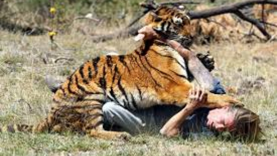 Tiger attack injures one in Kanchanpur