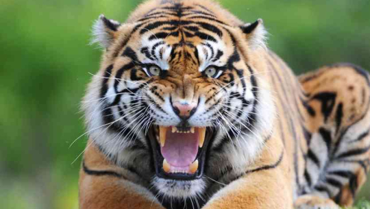 फाइल फोटो 