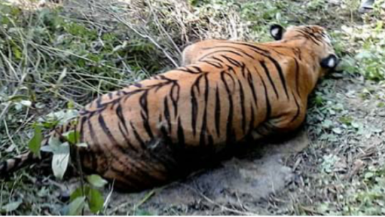 Injured Bengal Tiger dies