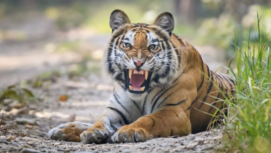 Tiger attack in Kanchanpur leaves four injured, including minor