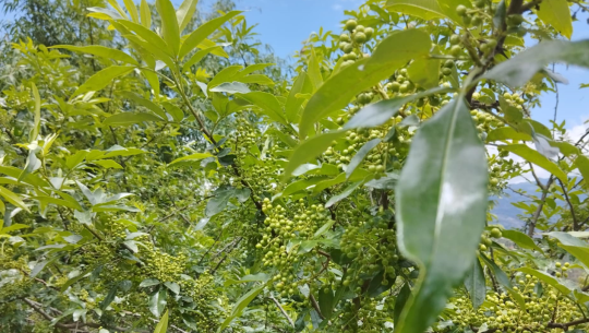 खोल्साको टिम्मुरबाट आम्दानी