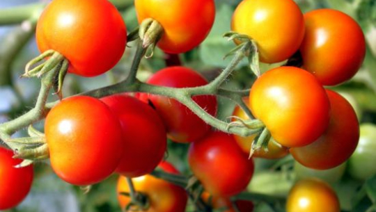 गोलभेँडाले फेरियो जीवनशैली