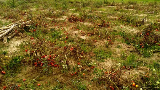 फाइल फोटो