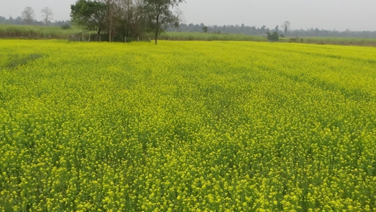 तोरी उत्पादनमा वृद्धि