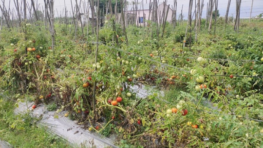 फाईल फोटो 