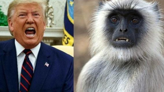 ट्रम्पको सुरक्षाका लागि किन खटाइयो लंगुर ?