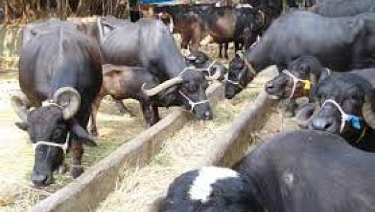 दार्चुलामा लोप हुँदै भैँसी