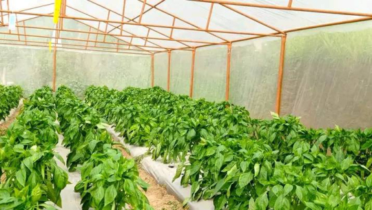 धनगढीमा तरकारी खेतीबाट वार्षिक ८ लाखको बचत