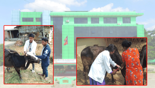 धनगढीमा ३२ सय पशु चौपायामा ट्यागिङ्ग, ८ सय चौपाया गौशालामा राखियो