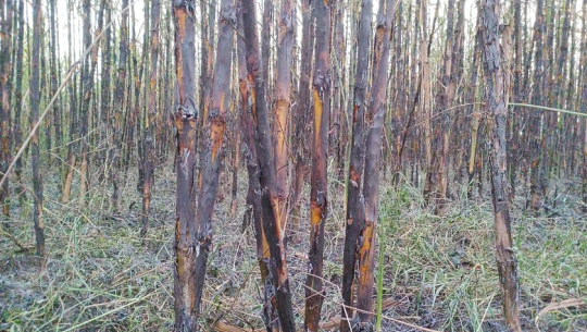 कञ्चनपुरमा उखु खेतमै सुक्दै, किसान चिन्तित