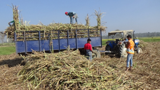 सरकारले तोकेको मूल्य नपाउँदा कञ्चनपुरका उखु किसानलाई २० करोड घाटा लाग्ने