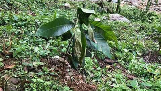 मौरी चरनका लागि चिउरी रोप्दै नगरपालिका