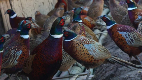 फाइल फोटो