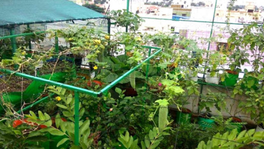 शहरी क्षेत्रमा कौसी खेती फस्टाउँदै