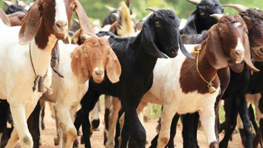 निःशुल्क बाख्रा पाएपछि डोटीका विपन्न परिवारमा खुसीयाली