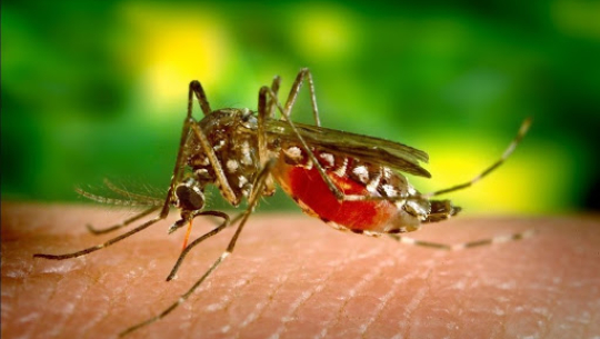 म्याग्दी डेङ्गुको उच्च जोखिममा : एकै दिन तीन जना अस्पतालमा भर्ना