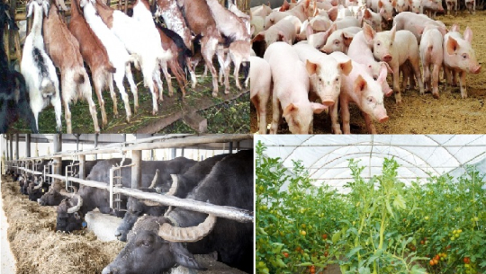 फाइल फोटो