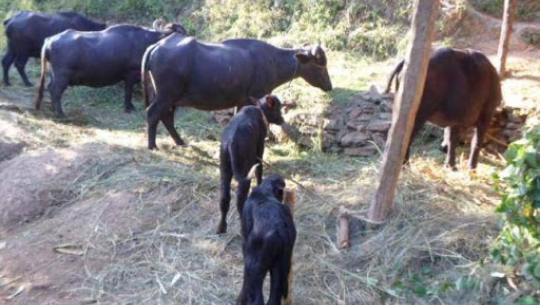 बैतडीमा लोप हुँदैछन् स्थानीय जातका भैंसी