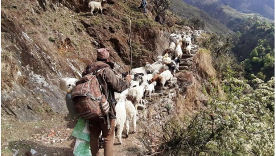 भेडासँग जीवन बिताएका मनबहादुरको अमेरिका जाने मन