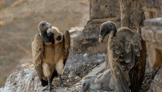 डोटीमा लोपोन्मुख गिद्धको संख्यामा वृद्धि हुँदै