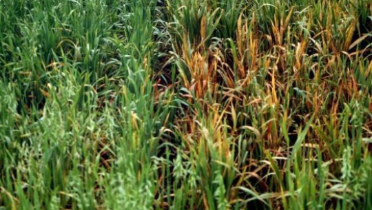 फाईल फोटो 