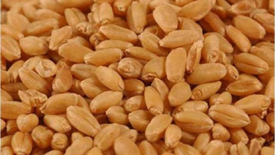 गहुँ आयातमा भारतले नेपाललाई दिने कोटा तोक्यो