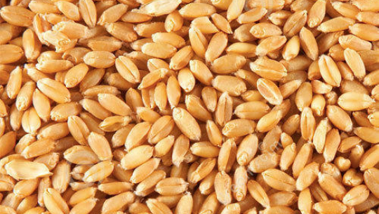 गहुँको उत्पादनमा वृद्धि गर्न उपयुक्त बिउ पहिचान आवश्यक