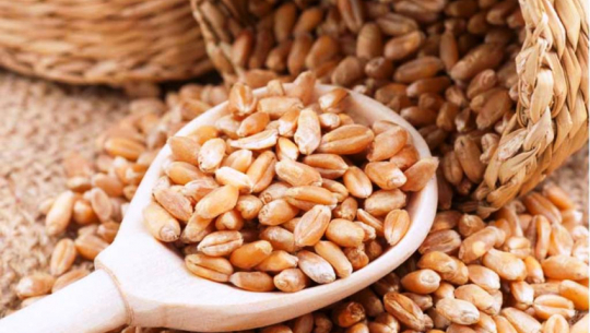 किसानको मागअनुसार गहुँको बीउ छैन