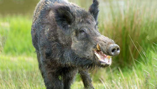 अछाममा बँदेलको आक्रमणबाट एक जना घाईते 