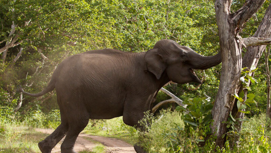 One killed by elephant