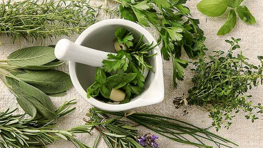 जङ्गलमा पाईने जडीबुटी जनतालाई चिनाउनु पर्ने